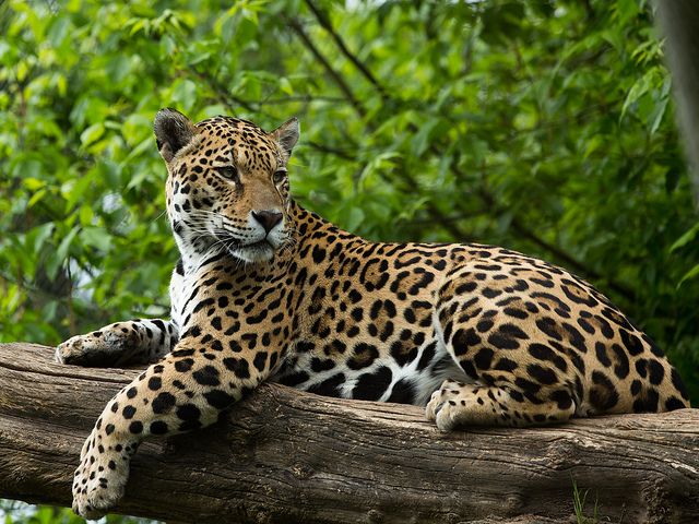 Animales de la selva peruana